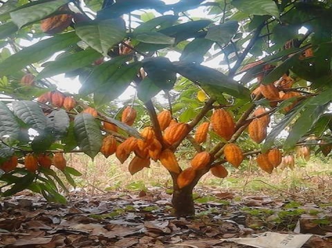 Cacao Asofcasar